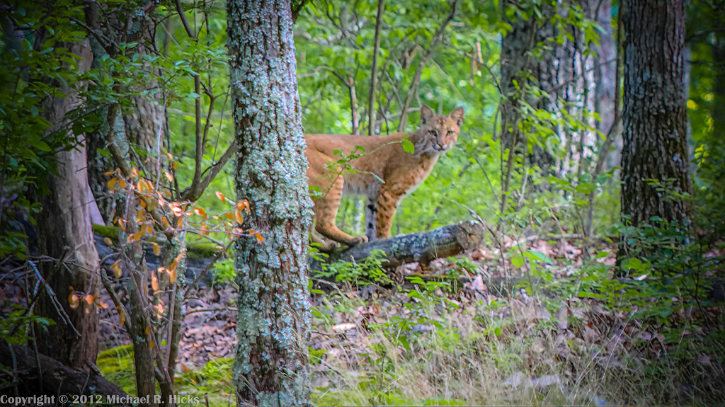 Mousetail Landing Campground