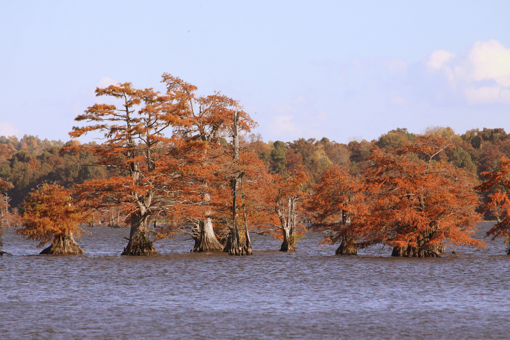 Reelfoot Lake Campground