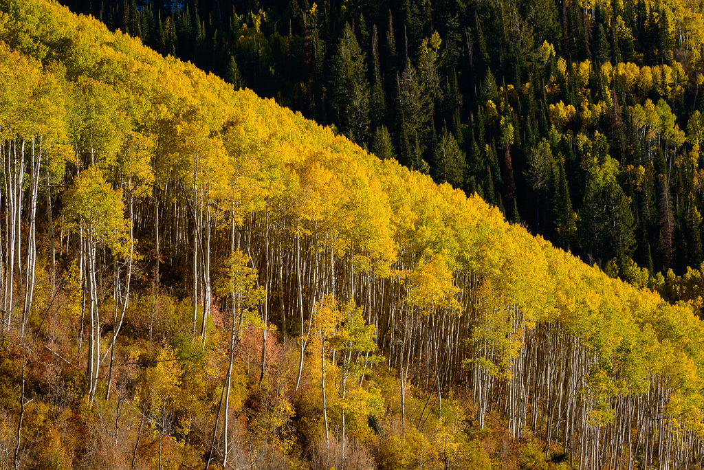 Chute Group Campground