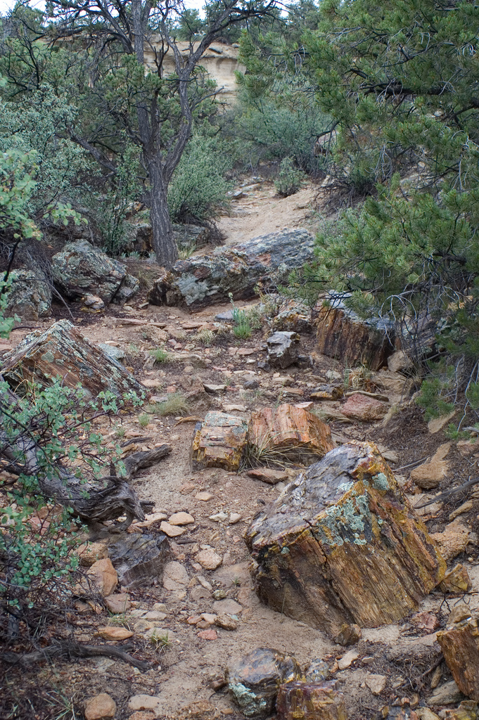 Escalante Petrified Campground