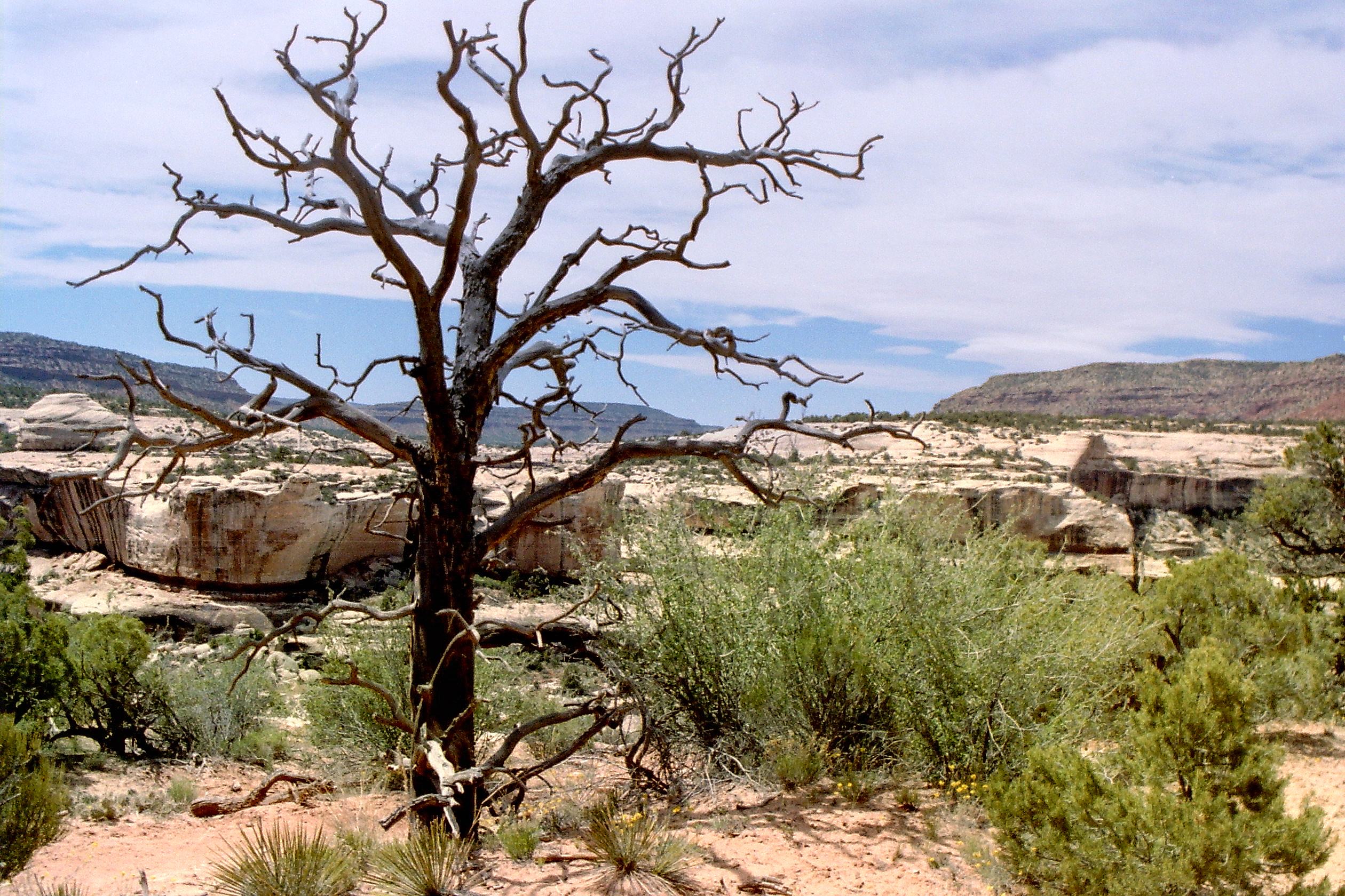 Natural Bridges Campground