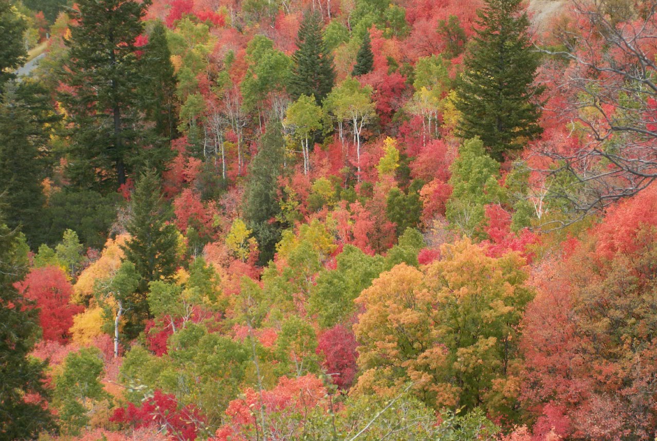 Wasatch Mountain Campground