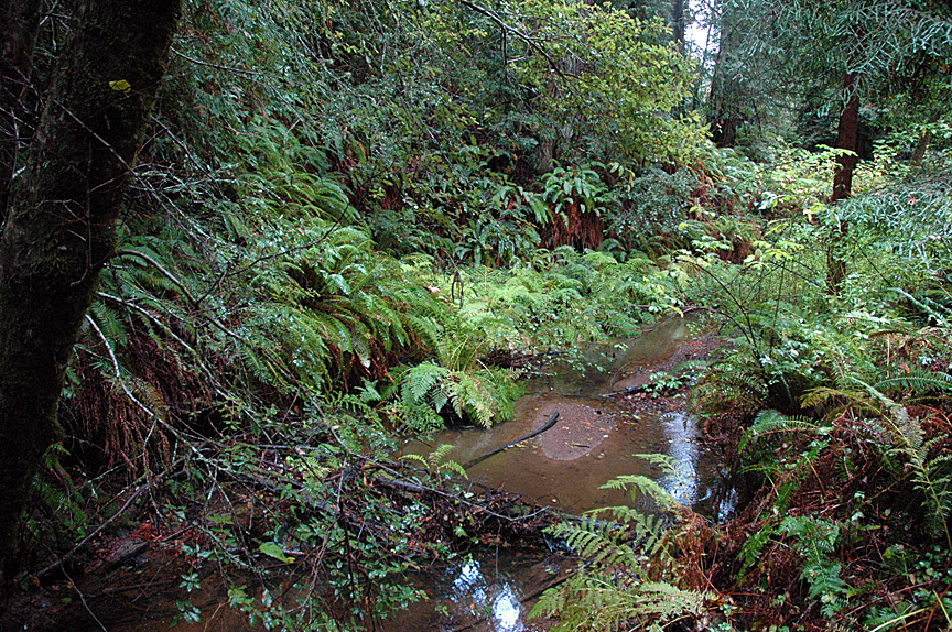 Took great photos of this amazing green landscape!