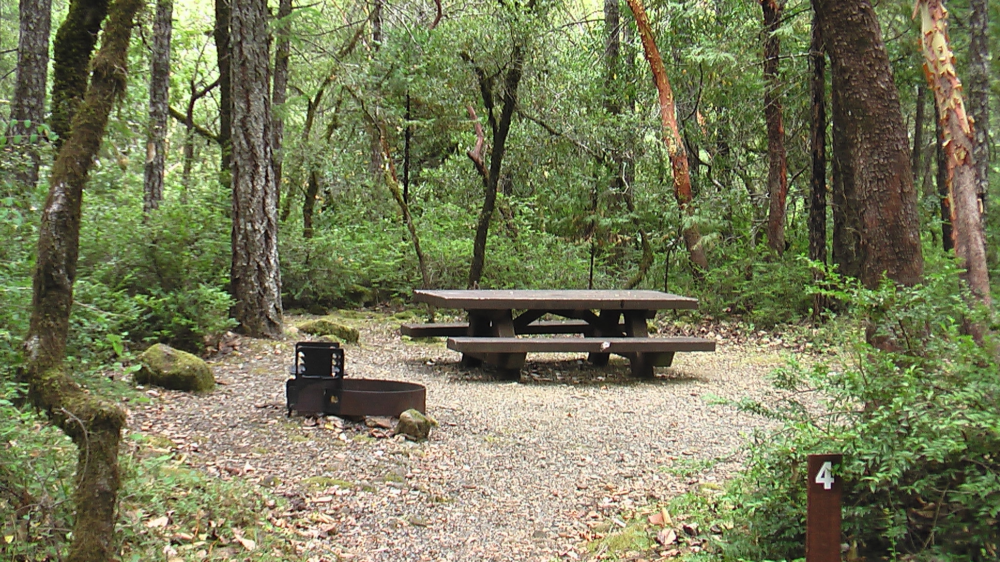 Cool camping in the forest, was in awe the whole time! 