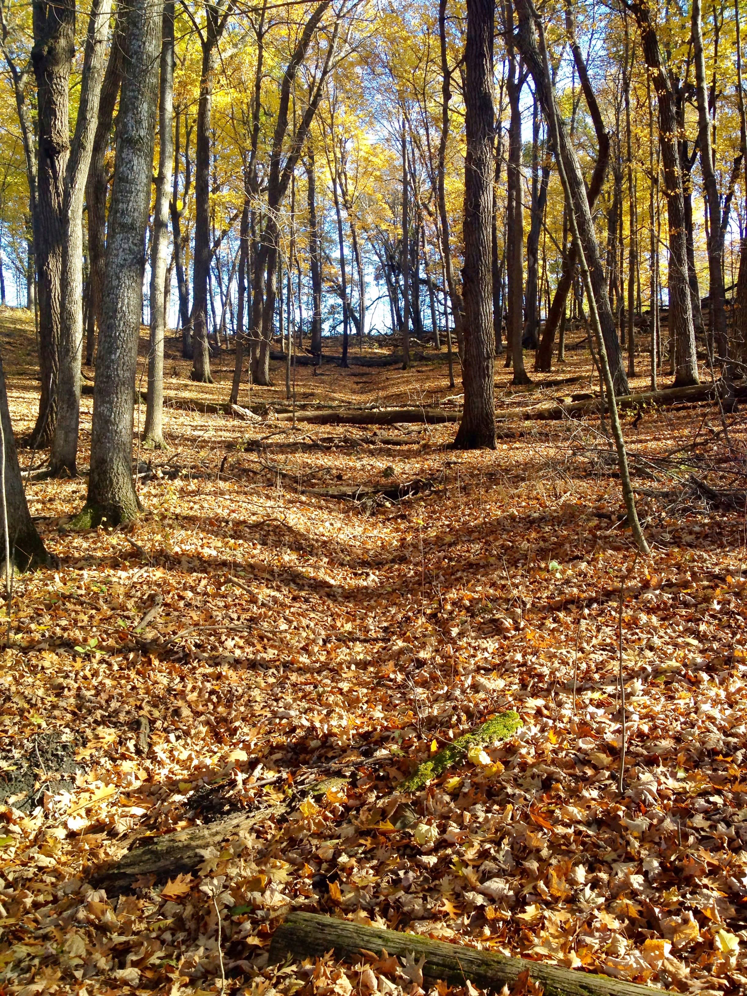 Nerstrand Big Woods State Park
