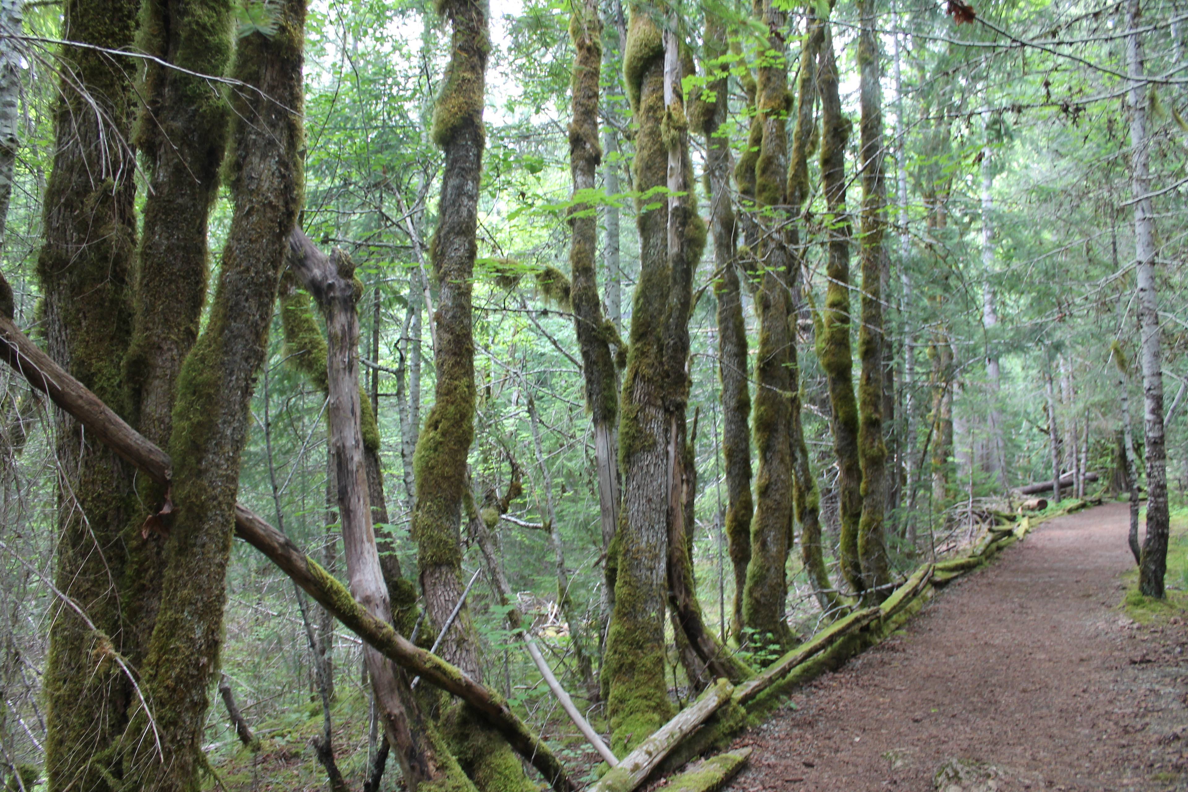 Mount Rainier National Park