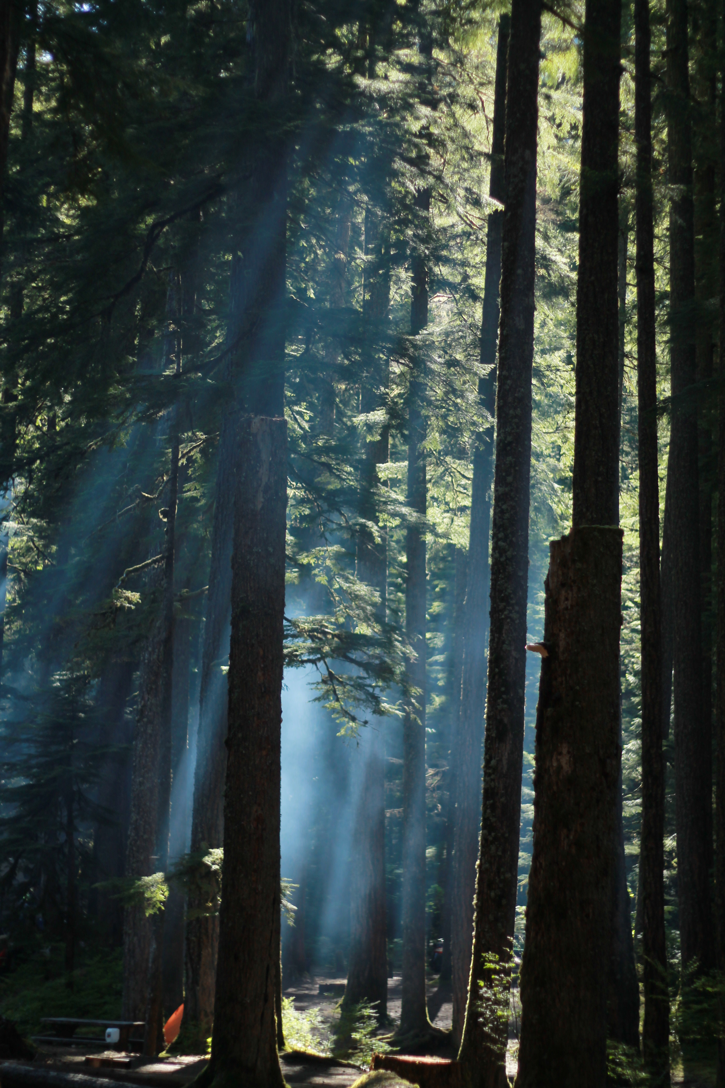 Ohanapecosh Campground