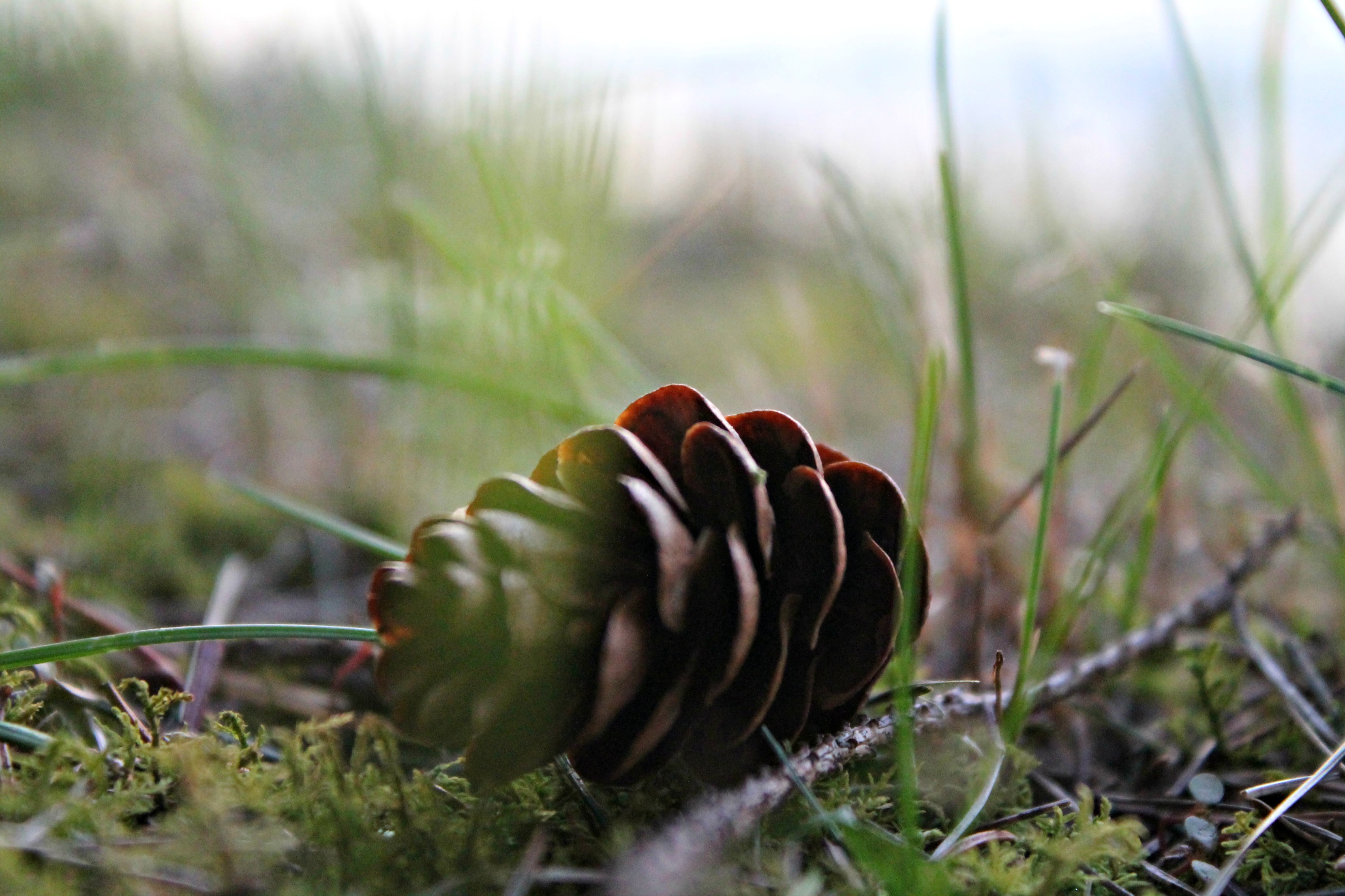 Lake Maria Campground