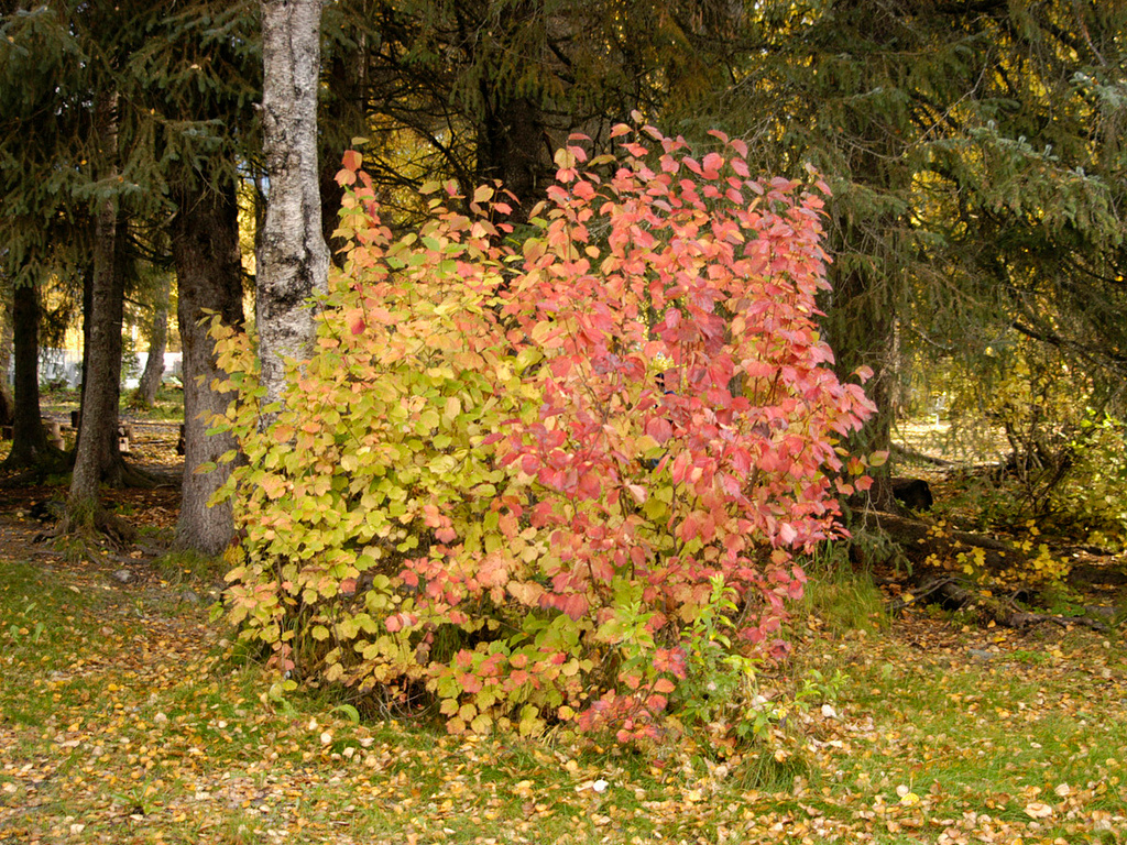 Porcupine Campground