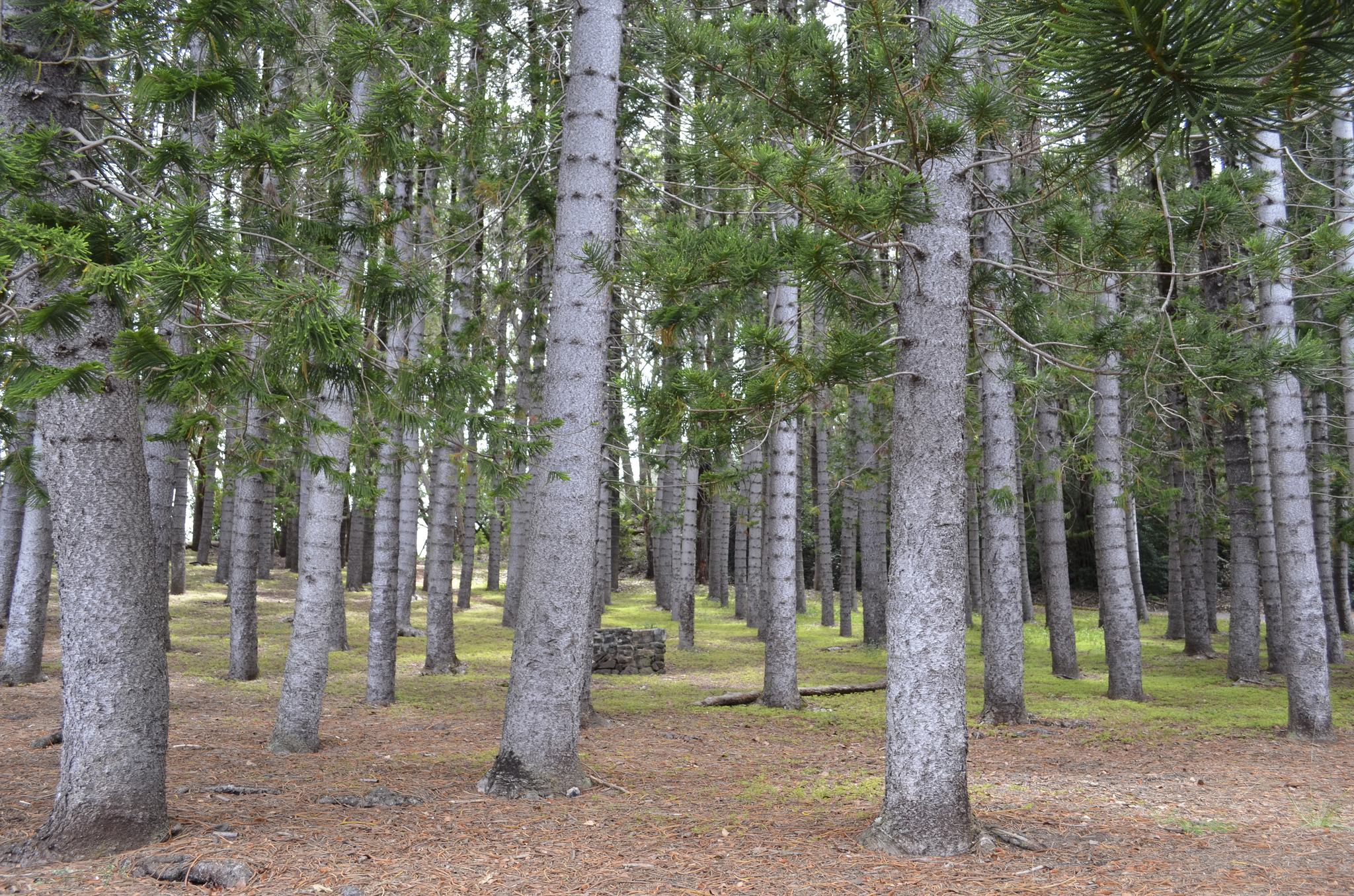 Keaīwa Heiau Campground