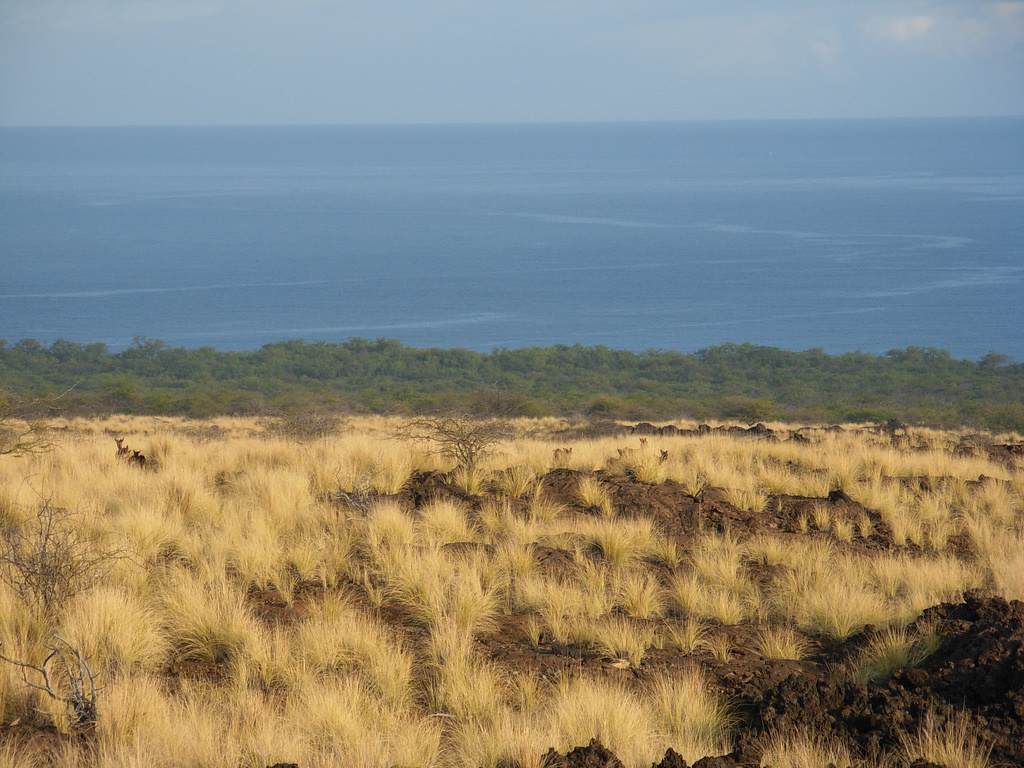 Kīholo State Park Reserve