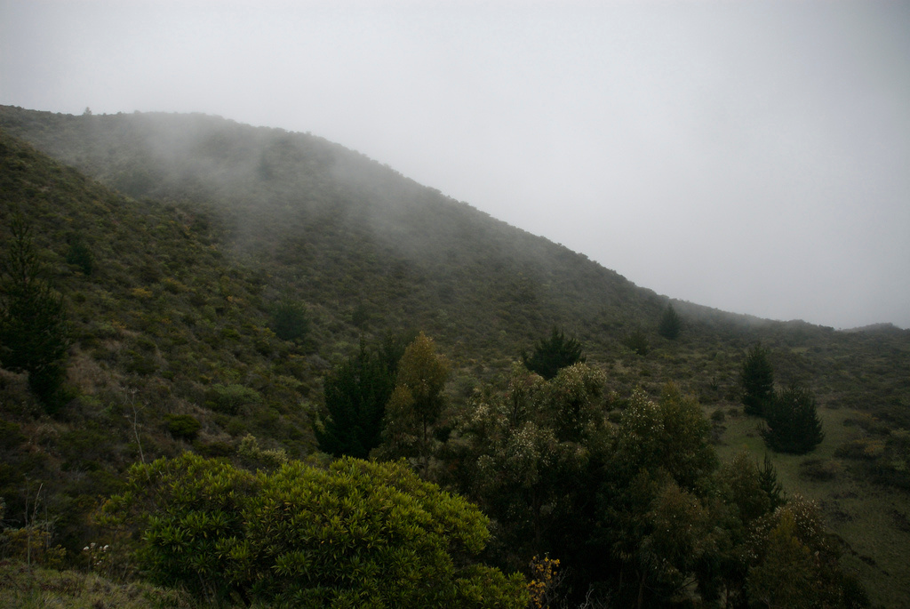 Polipoli Campground