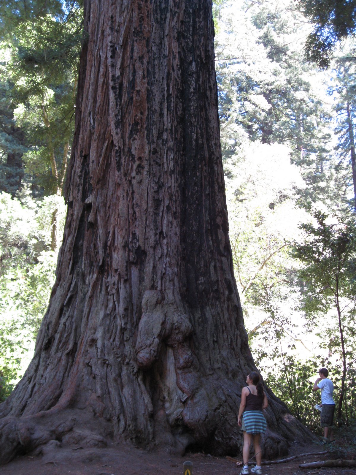 Big Basin Redwoods State Park
