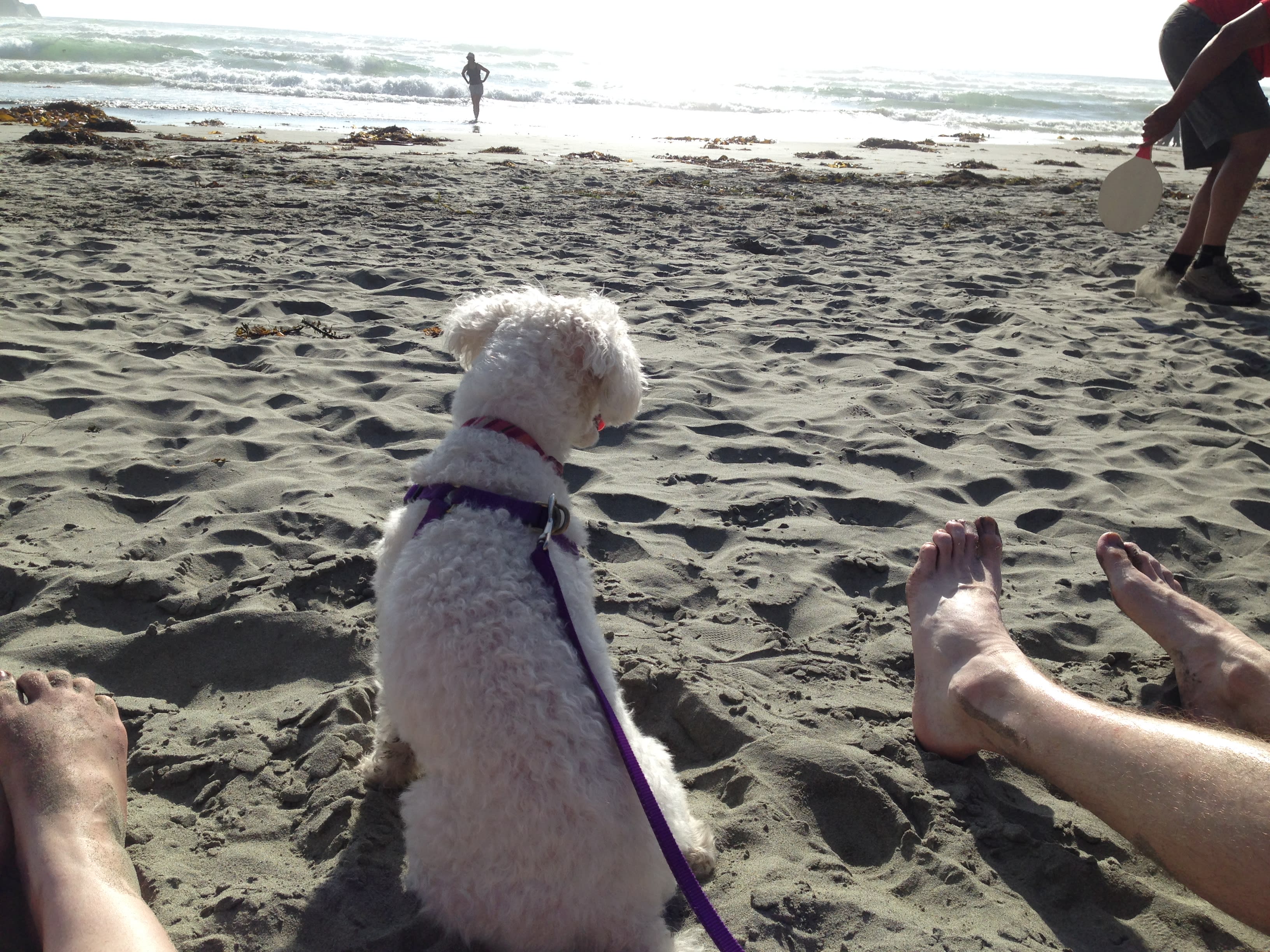 Sand Dollar Beach just down the road