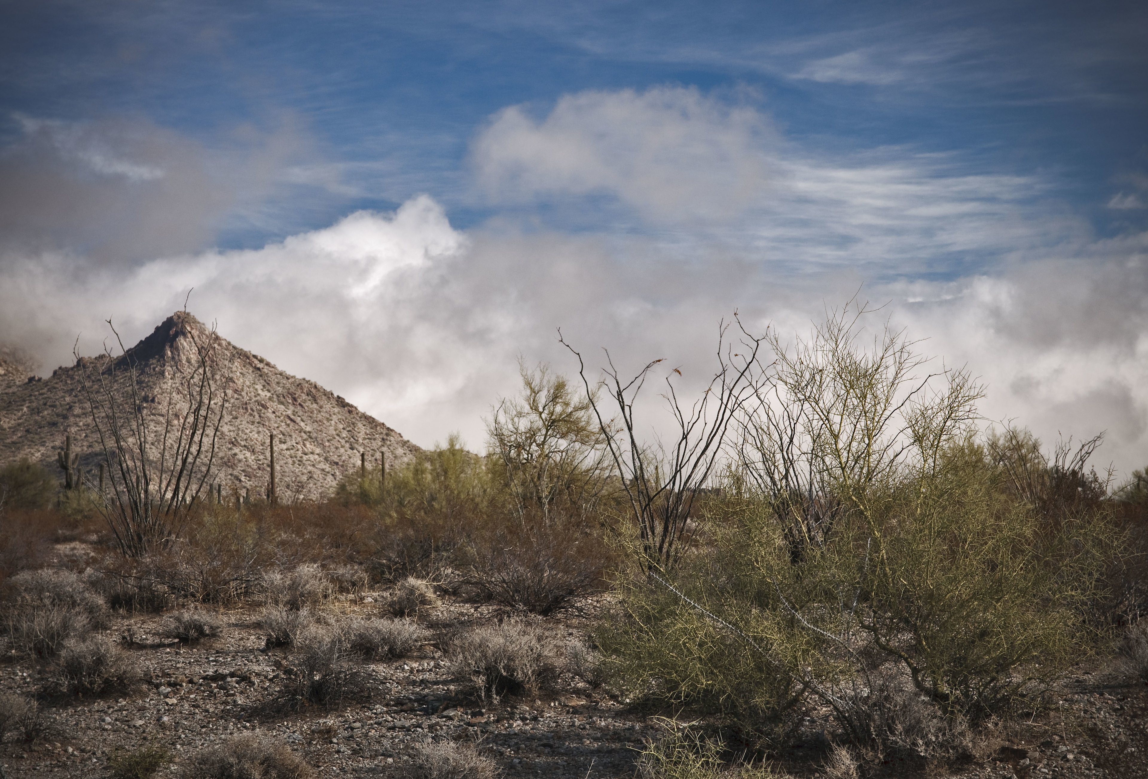 Alamo Lake State Park