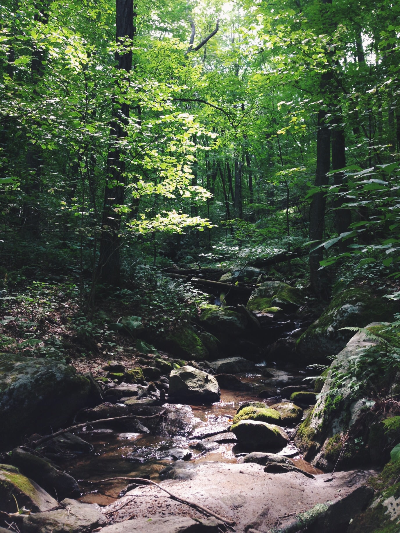 The brook runs through the grounds and can be explored via a trail that follows and then diverges from the main road that runs the length of the park.