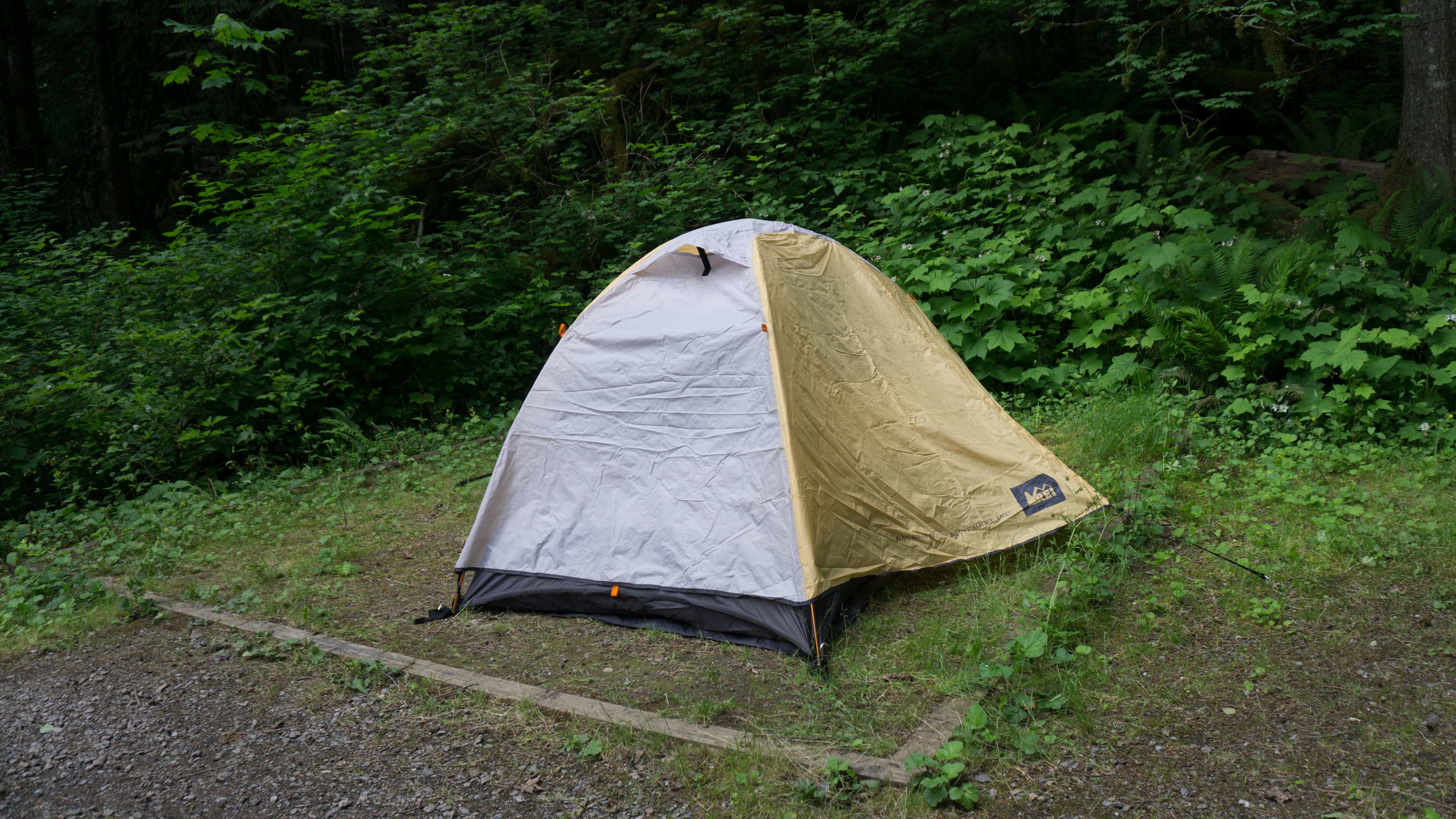 Surrounded by ripe salmonberries!