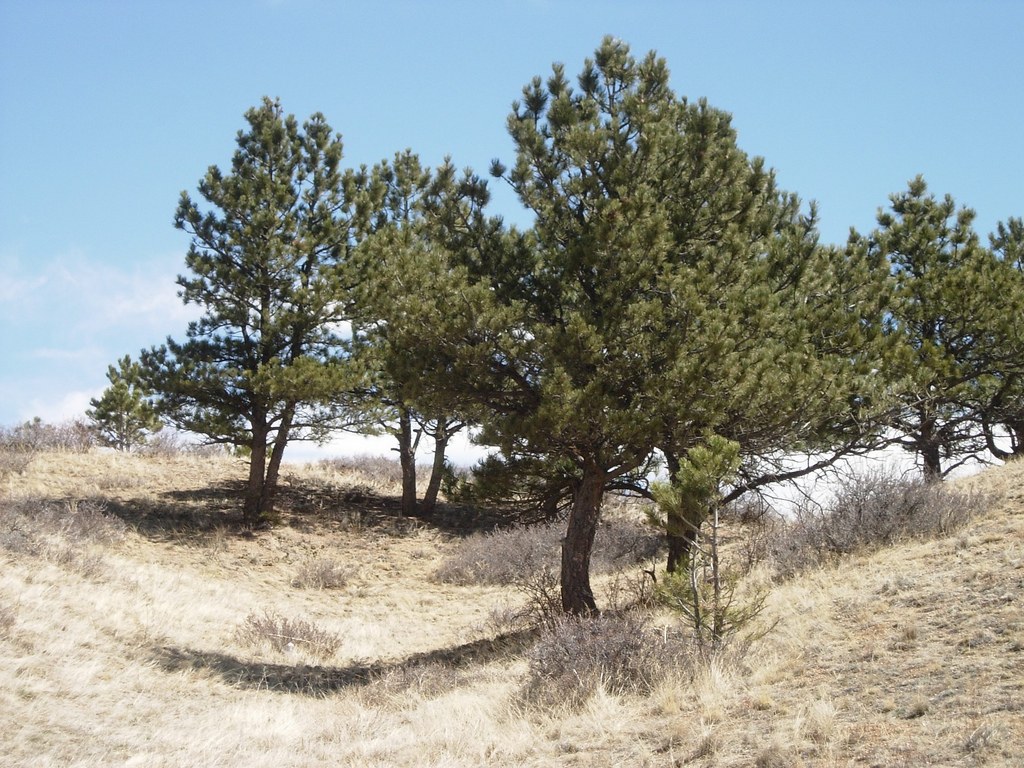 Twin Lakes Creek Campground