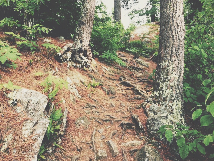 Part of the Portage through the campsite from Seagull to Gull Lake
