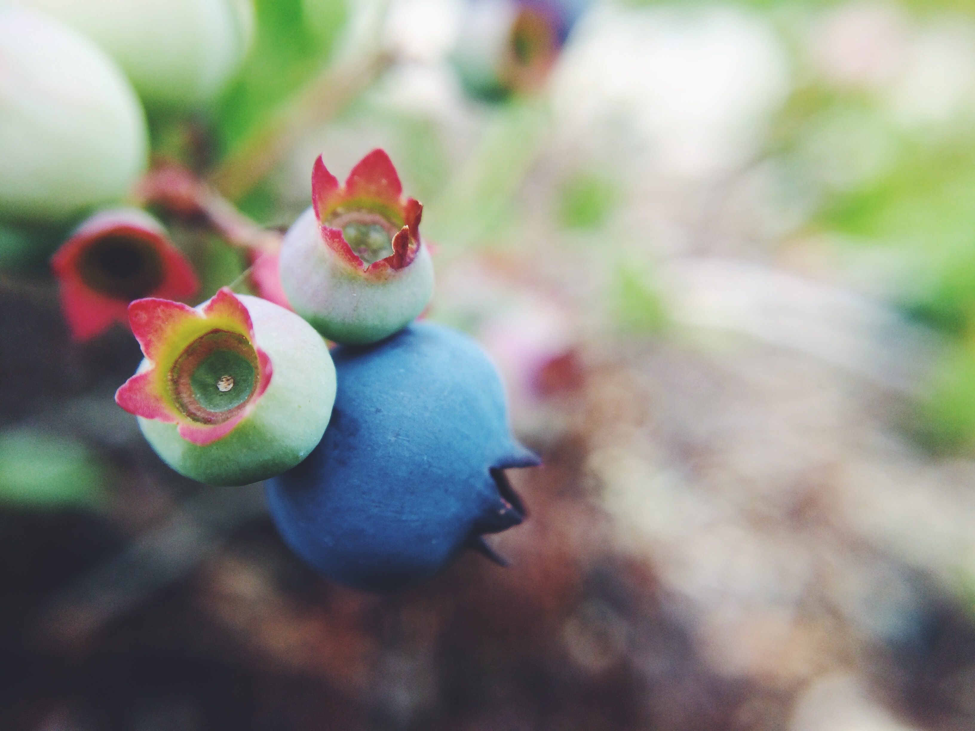 July for Blueberries, August for Raspberries, blackberries, pincherries, strawberries, and currant. They all grow abundantly in the campground