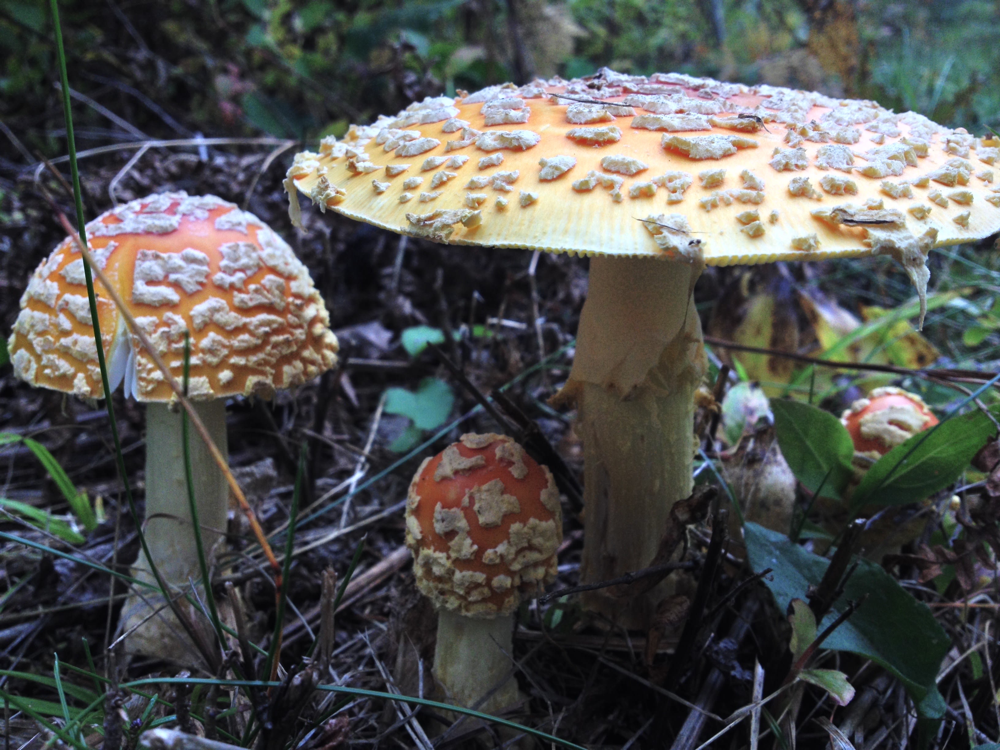 Temperance River State Park