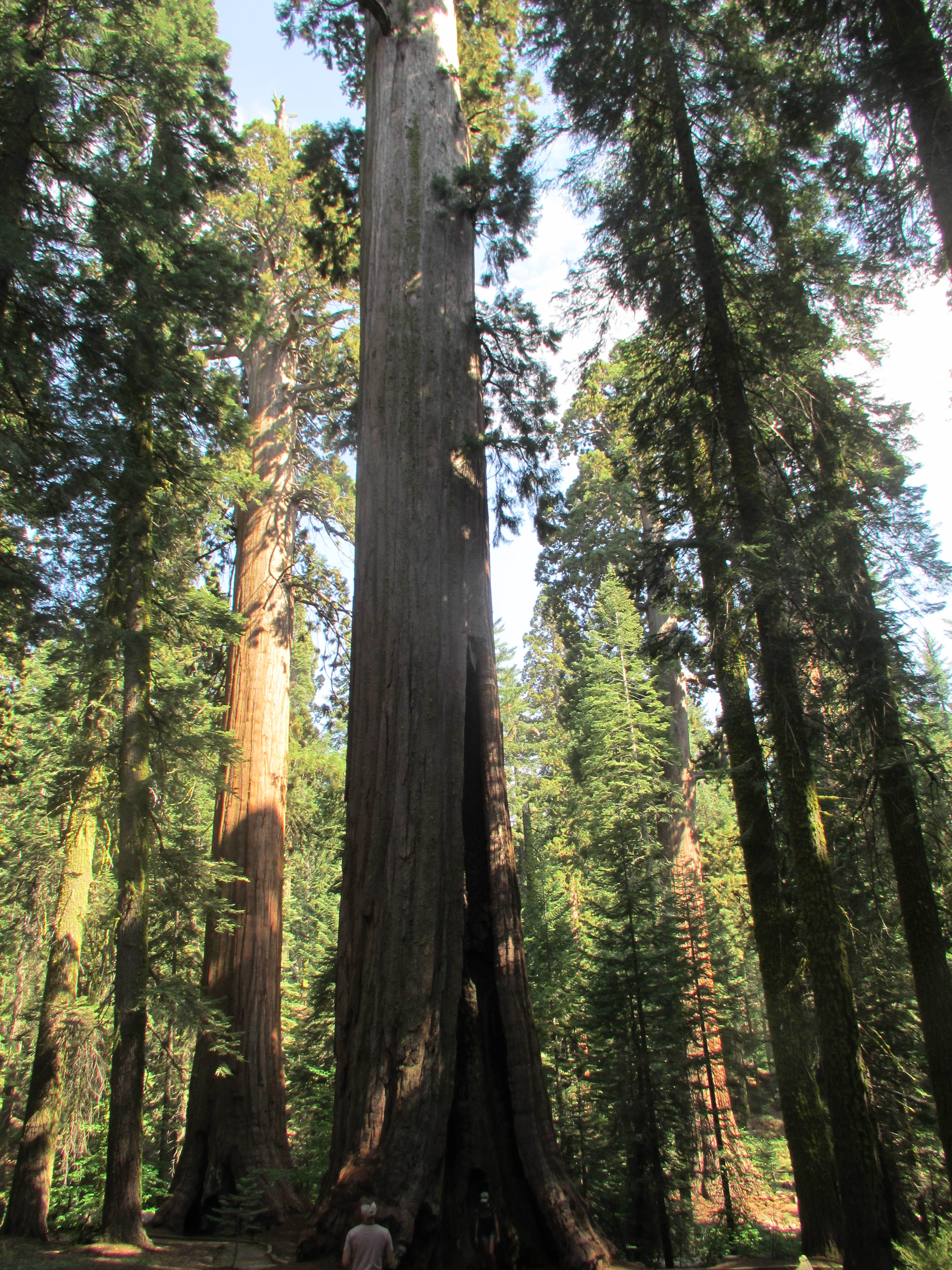 Sierra National Forest