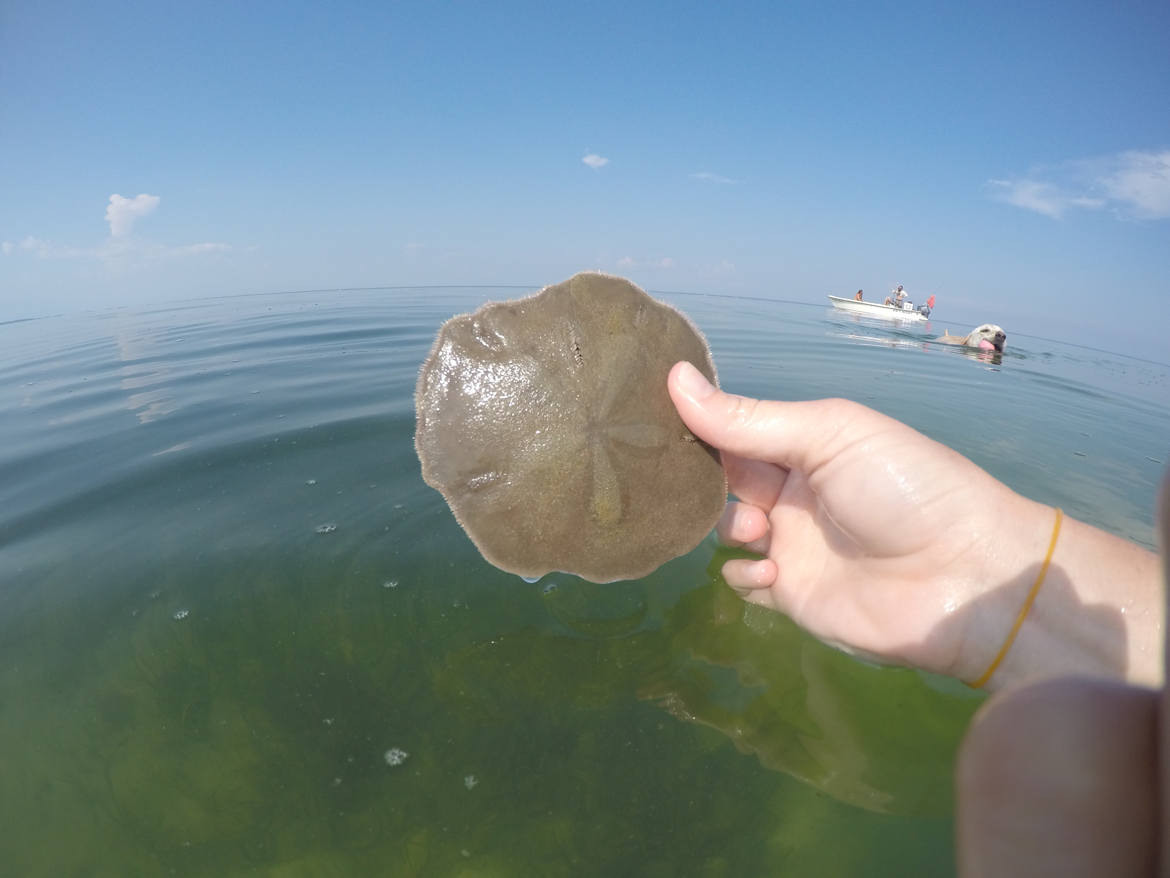 Heaps of interesting sea life to discover! 