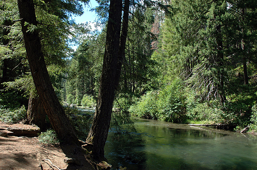 neat little forest. Had such a great time there.