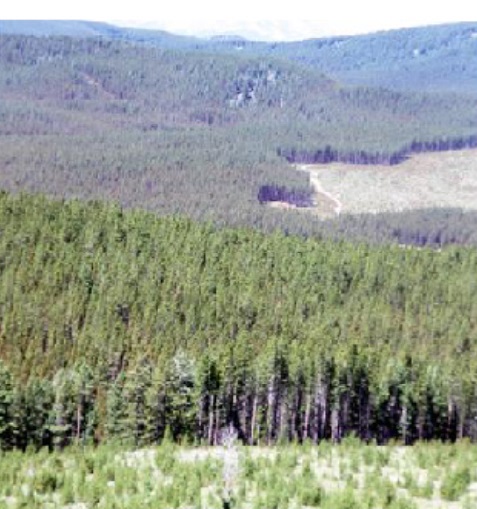 Steel Creek Campground and Picnic Area