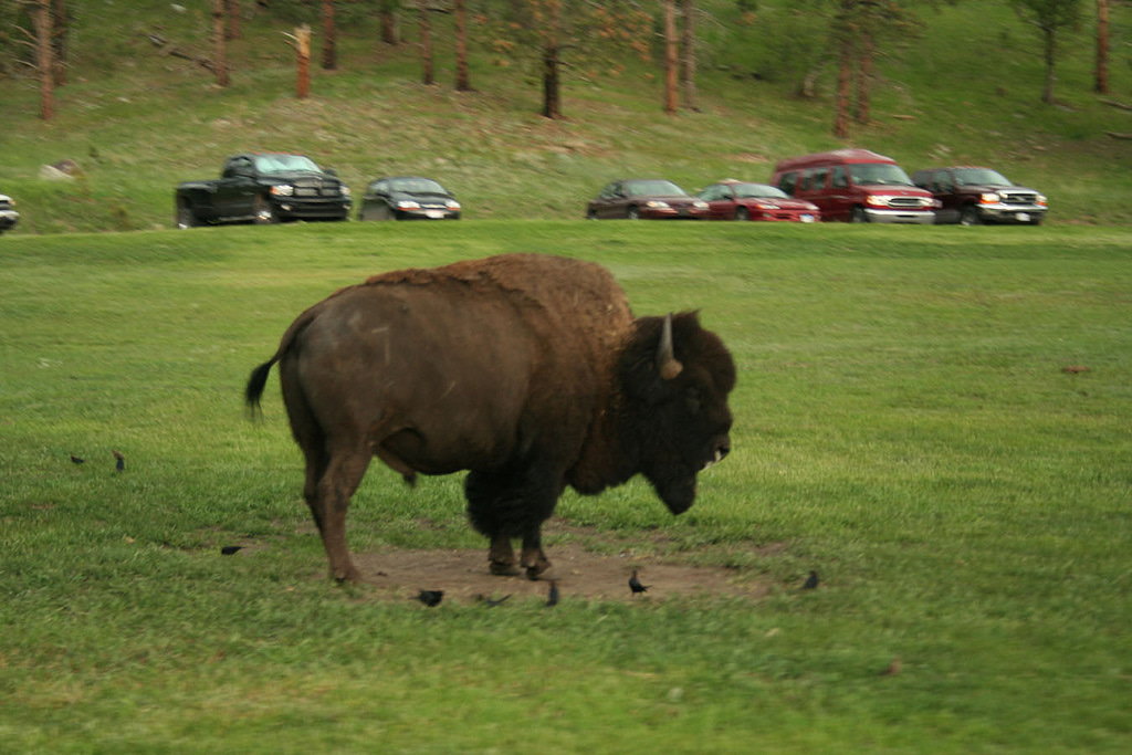 Wind Cave National Park