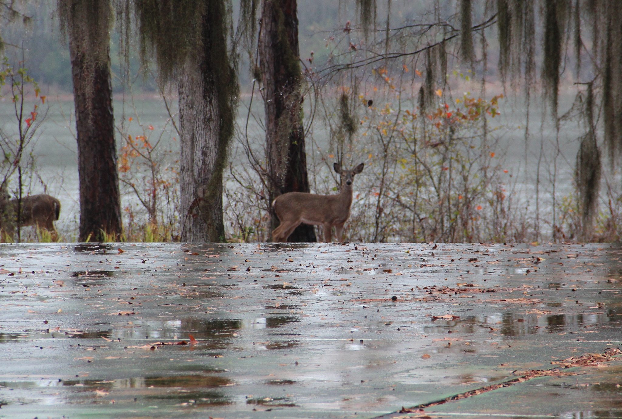 Florence Marina State Park Campground