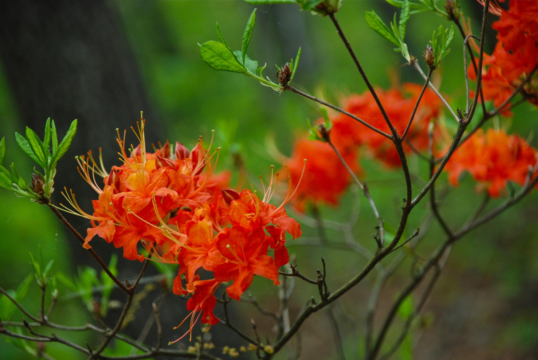 Hard Labor Creek State Park