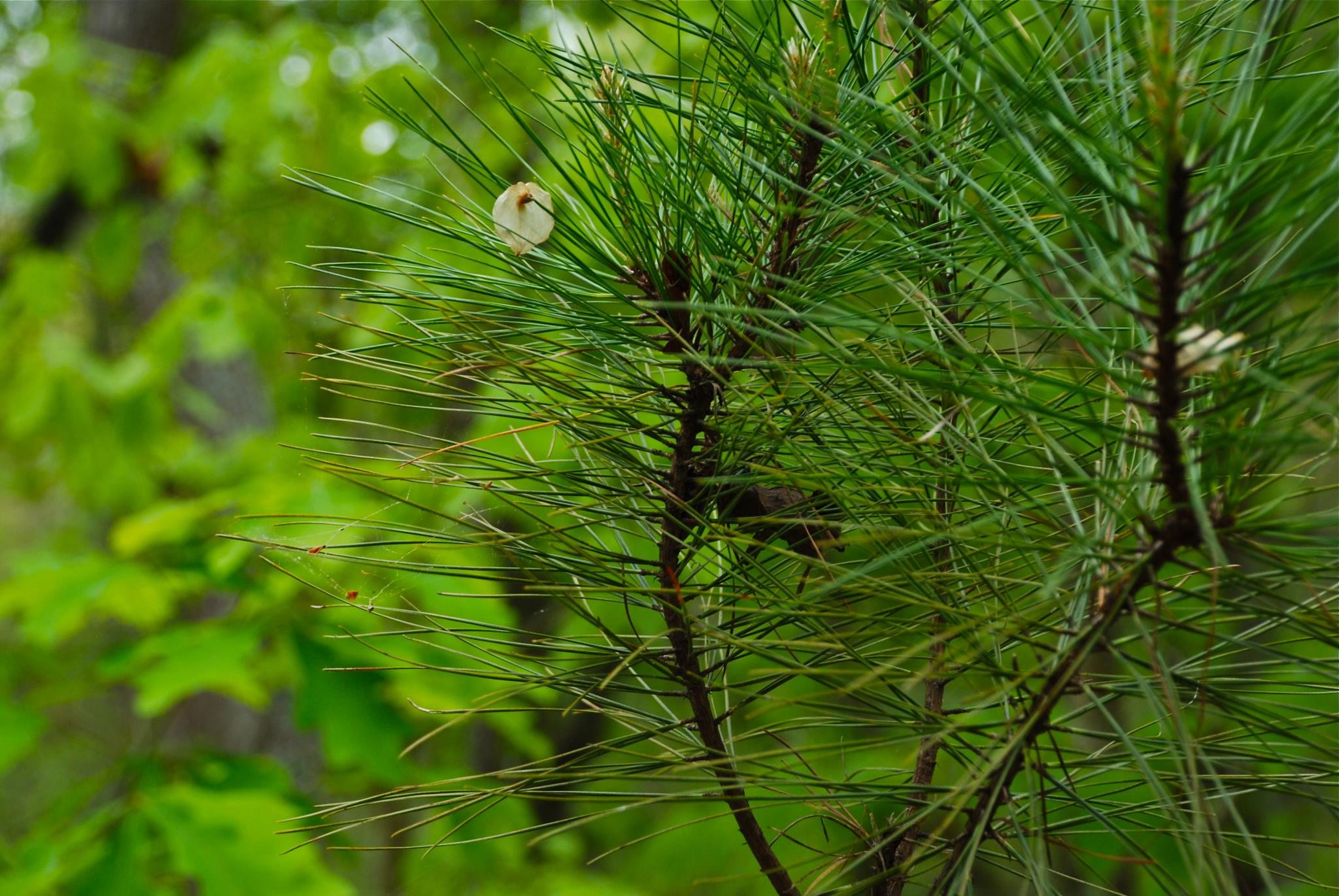 Hard Labor Creek State Park