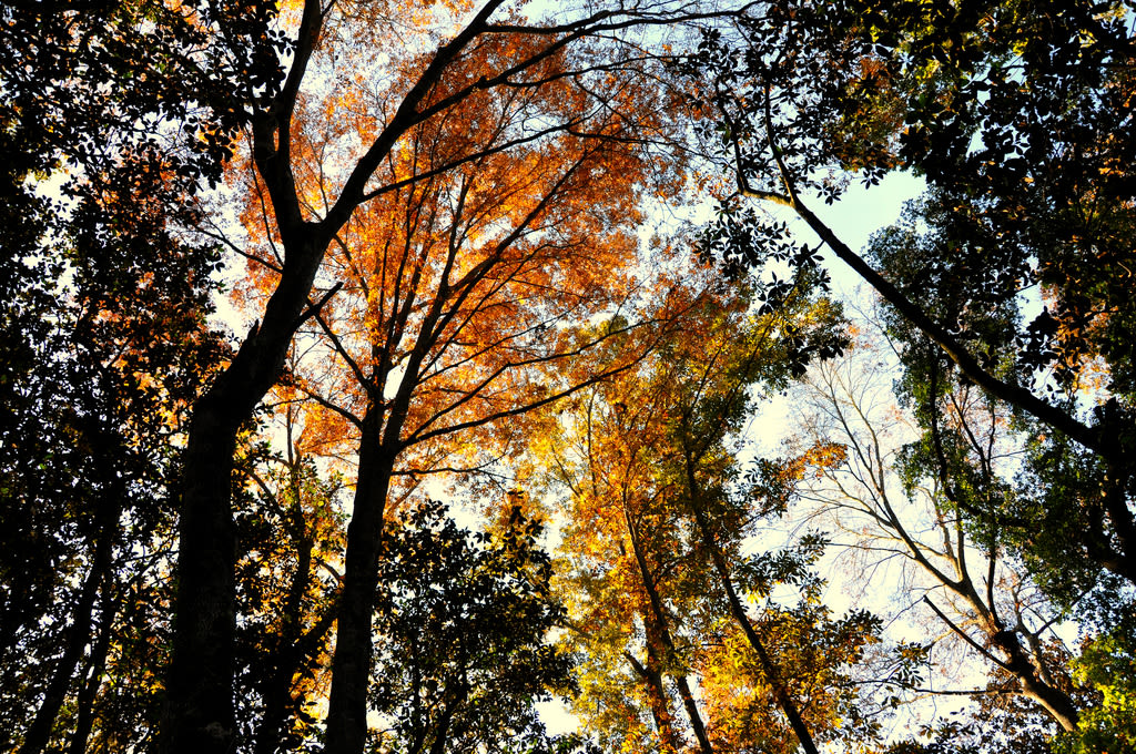 Reed Bingham State Park
