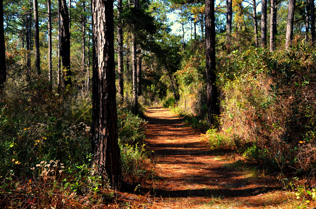 Reed Bingham State Park