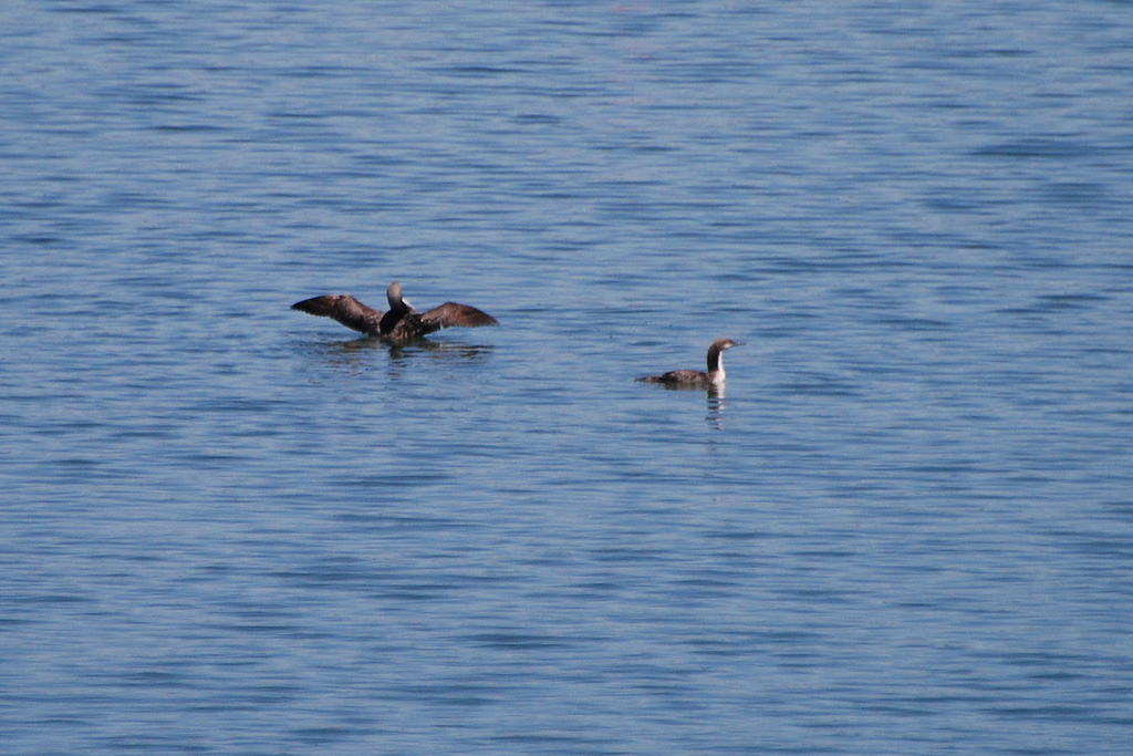 Richard B. Russell State Park
