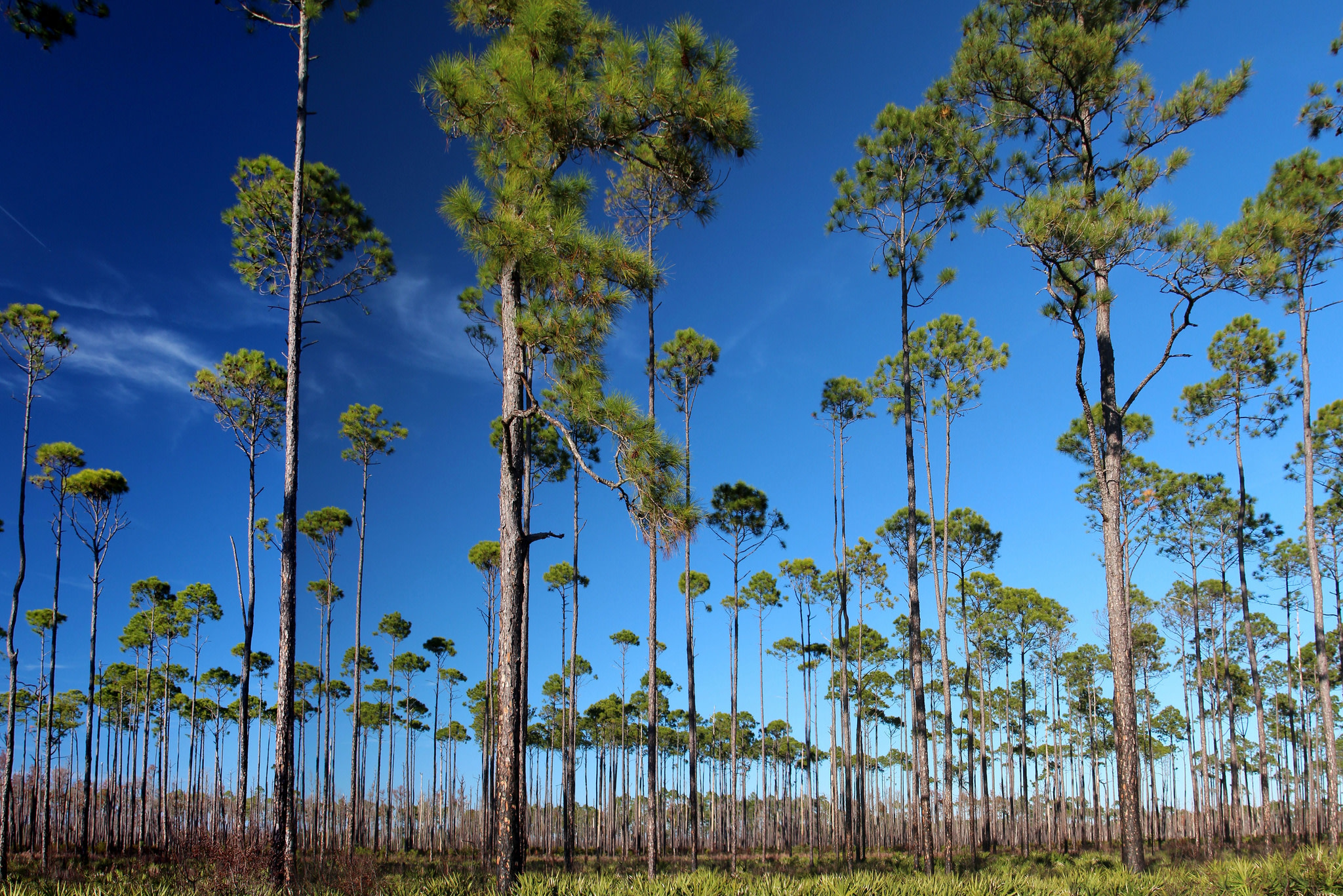 Stephen C. Foster State Park