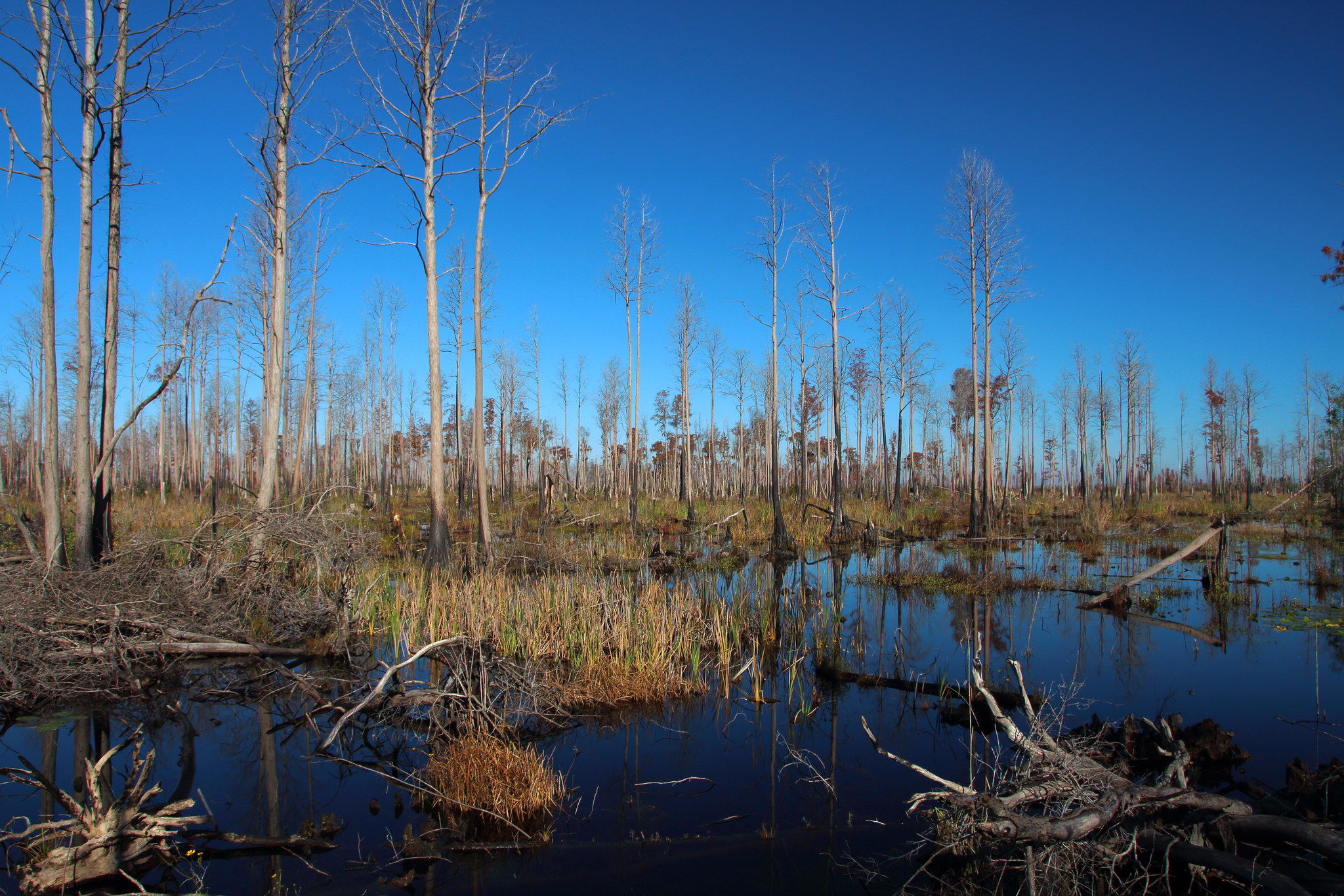Stephen C. Foster State Park