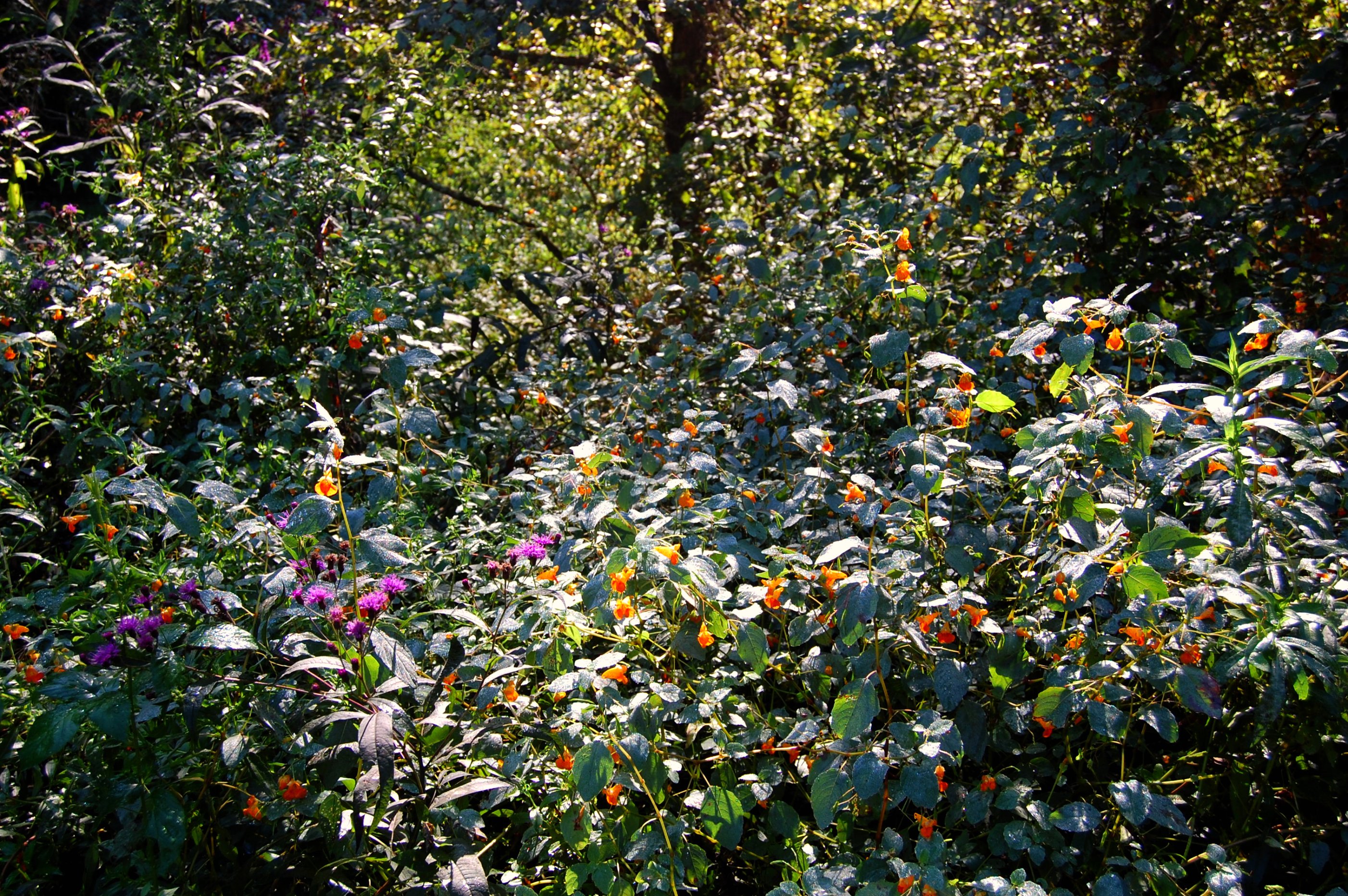 Smithgall Woods State Park