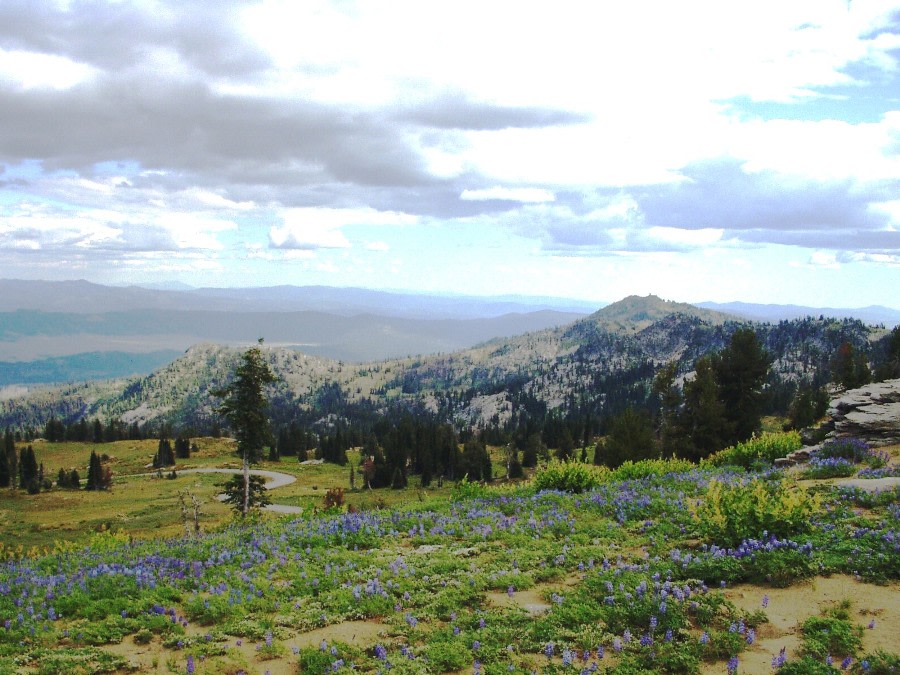 Yellow Pine Campground
