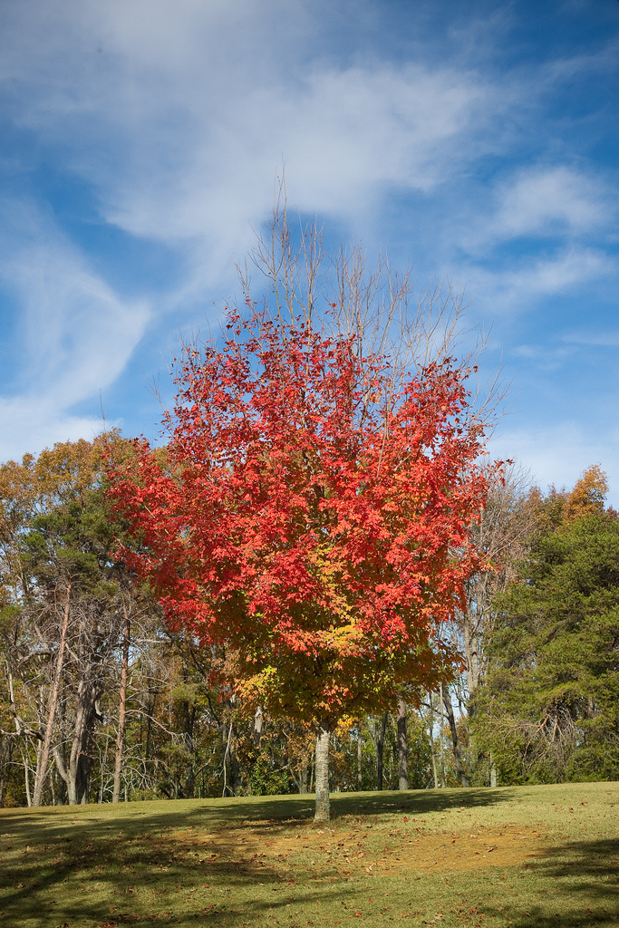 Lake Guntersville State Park