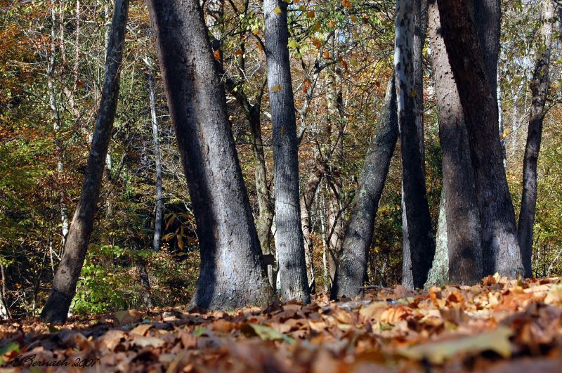 Kanawha State Forest