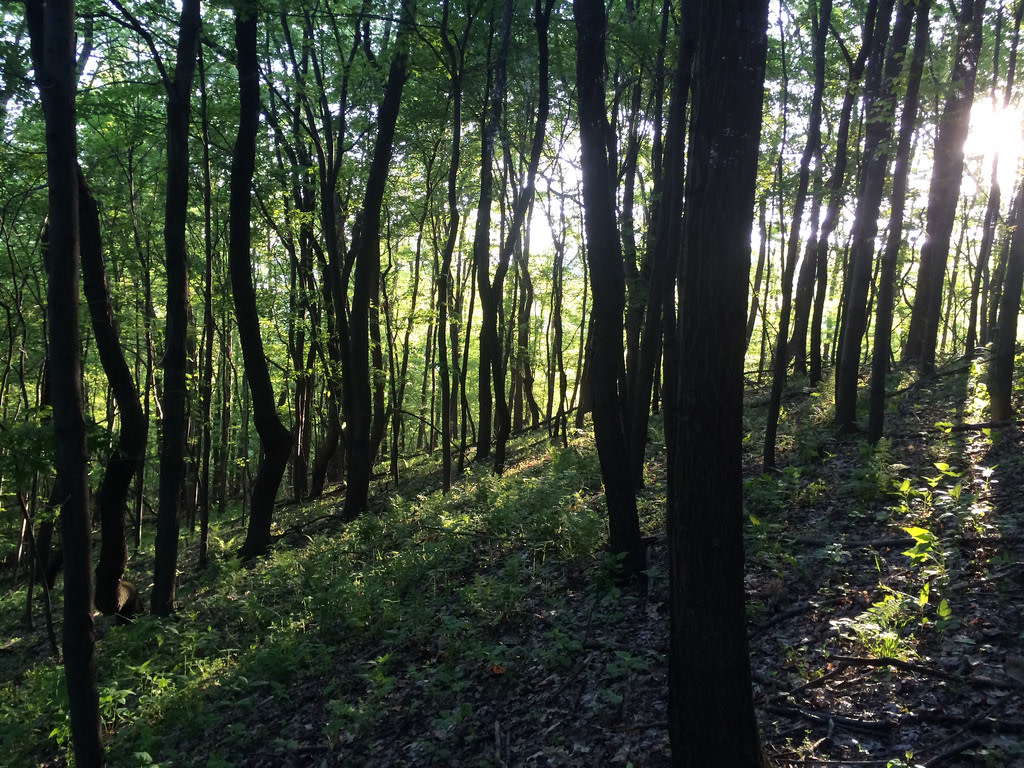 Tomlinson Run Campground