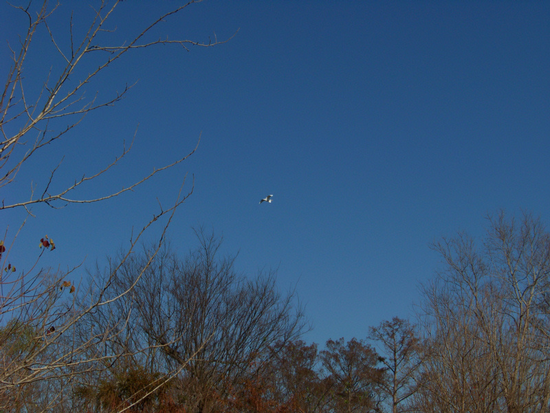 Bayou Segnette State Park