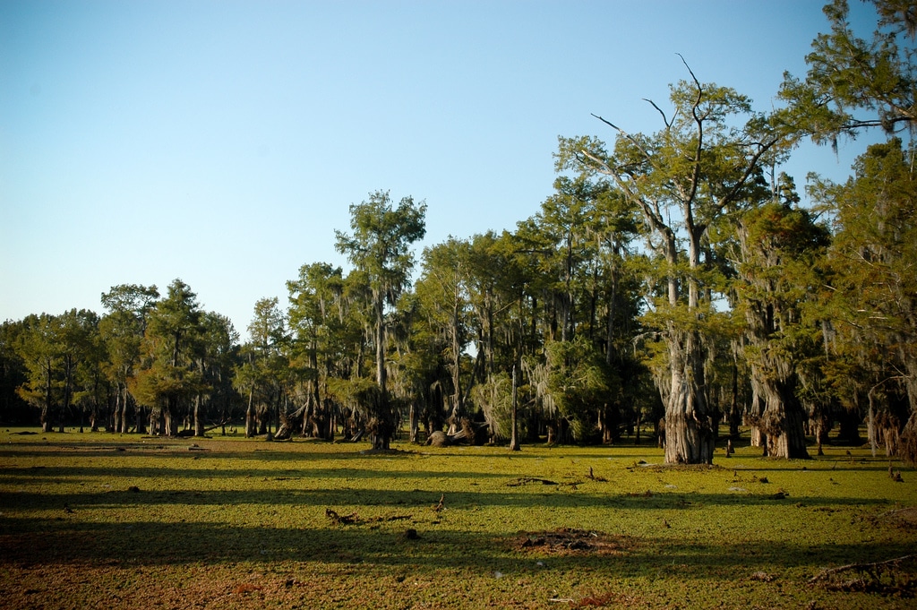 Lake Bistineau State Park