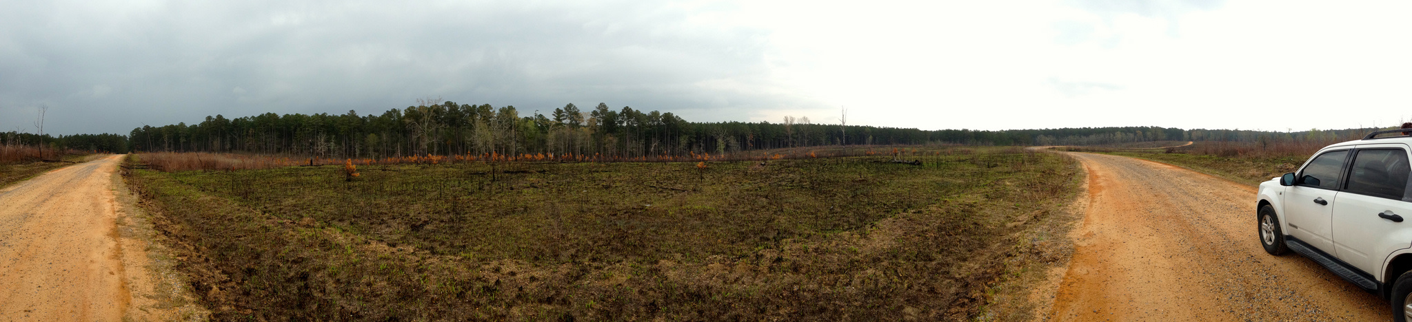 Bienville National Forest
