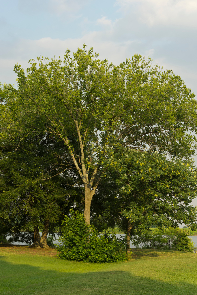 Lake Charles Campground