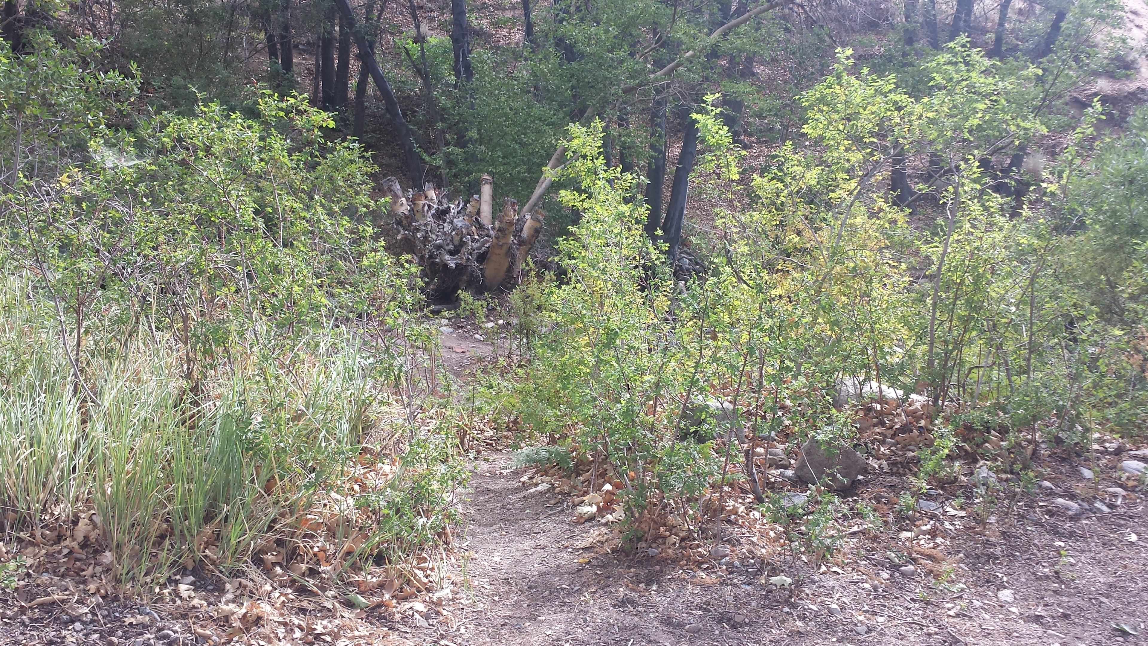 Site 40 had it's own private access path to the river just behind the site. 