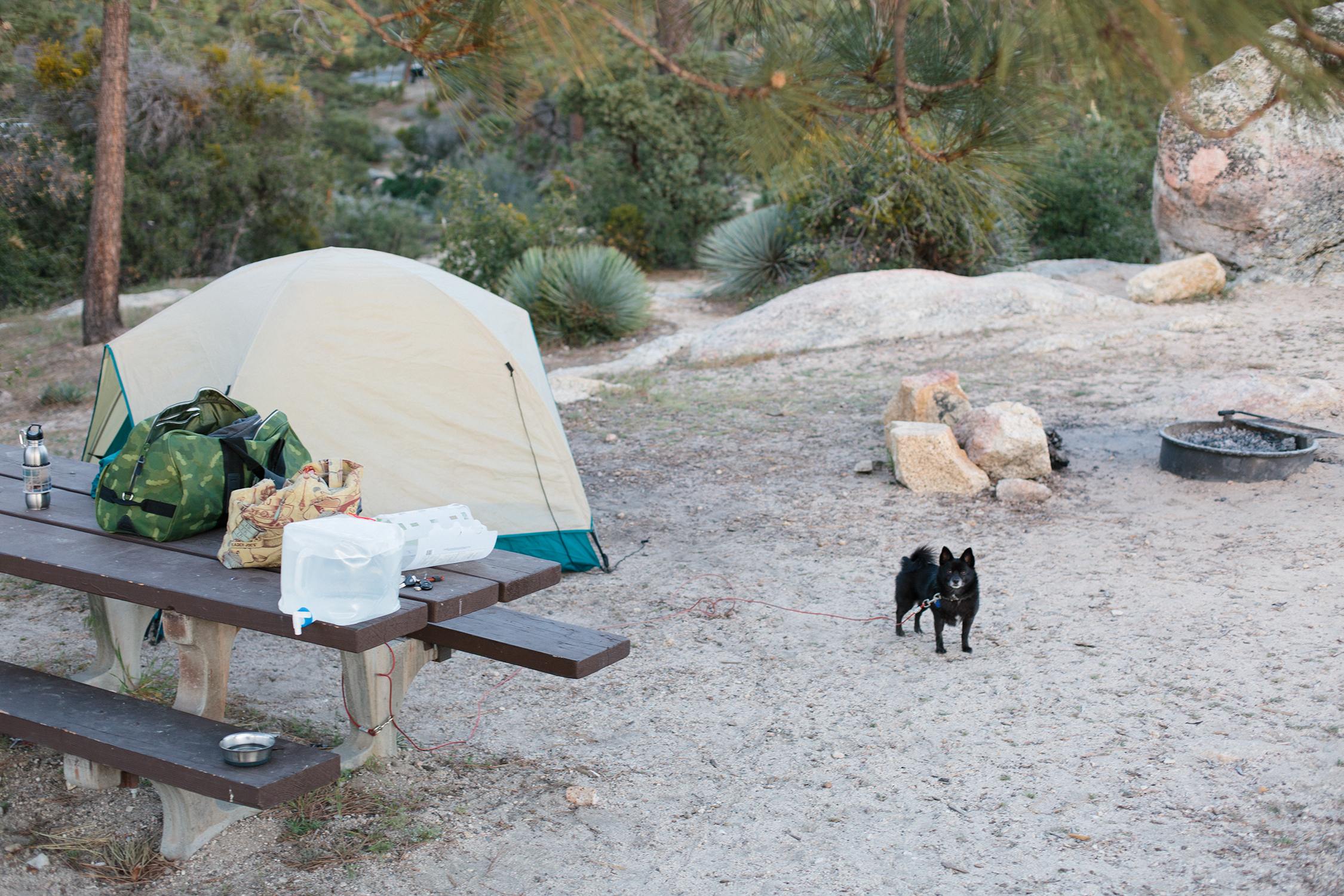 Our site. Had some nice trees for shade. dog friendly campground!