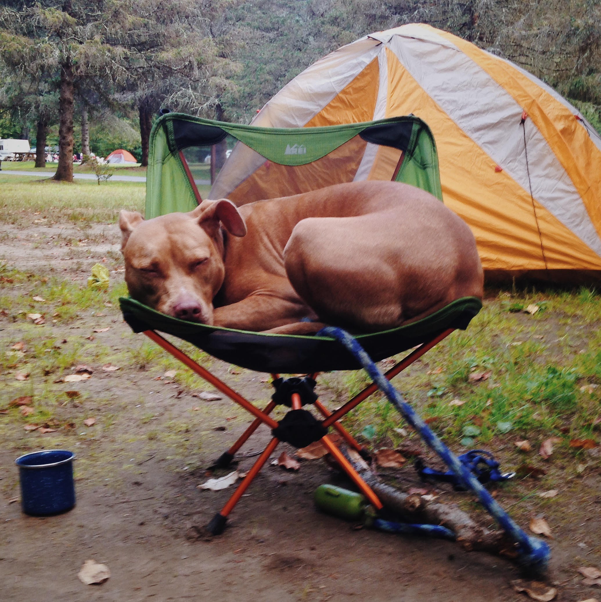 Beaverkill is great for animals. Of course, they need to be leashed but there's a lot of opportunity to unleash and let them roam out on the trails.